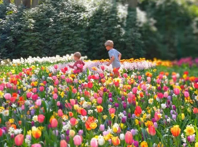 Cosy Tiny House 5 Min Walk Keukenhof Included Entrance Keukenhof Lisse