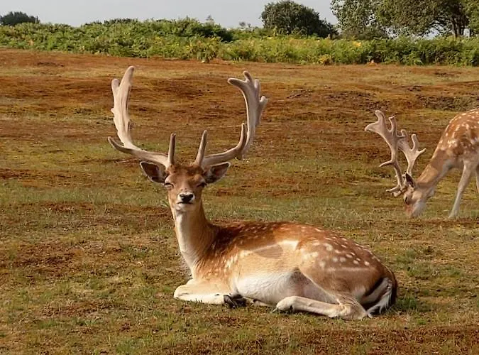 Apartment Cosy Tiny House 5 Min Walk Keukenhof Included Entrance Keukenhof