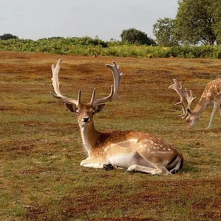 Apartament Cosy Tiny House 5 Min Walk Keukenhof Included Entrance Keukenhof